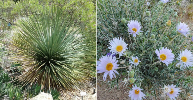 Native California Plants That Pair With Succulents Without Needing The Same Watering
