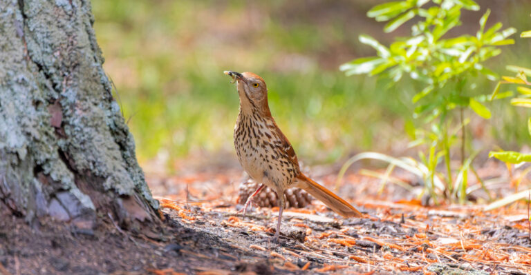Why Brown Thrashers Scratch Through North Carolina Mulch And When Gardeners Should Let Them