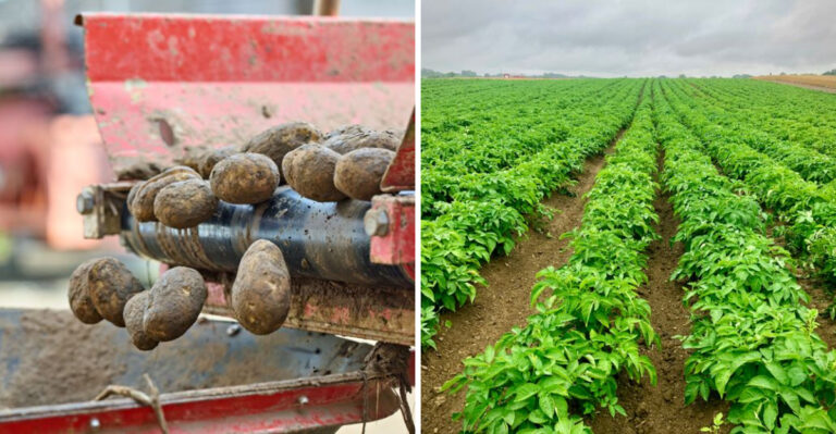 What Makes Idaho’s Fall Potatoes Taste So Much Better Than Spring’s