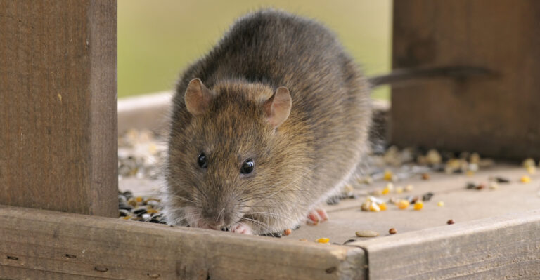 These Common Yard Messes May Be Drawing Unwanted Pests Closer