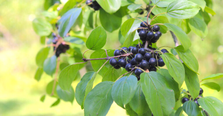 The Invasive Shrub Minnesota Yards Need To Remove Before It Takes Over The Fence Line