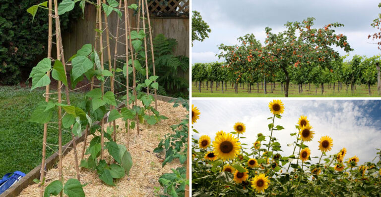 Avoid Planting These 8 Plants Near Peppers
