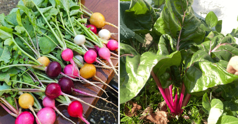 The Fall Crops Arizona Gardeners Should Wait To Plant Until The Heat Breaks