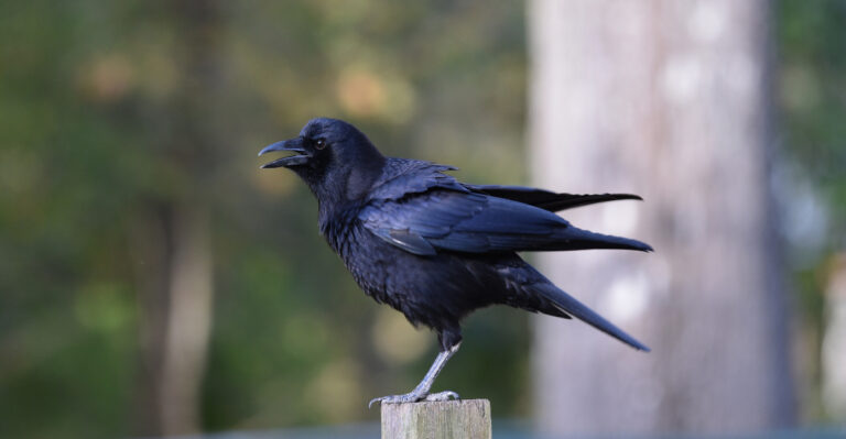 What It Really Means When Crows Gather Around Your Oregon Yard