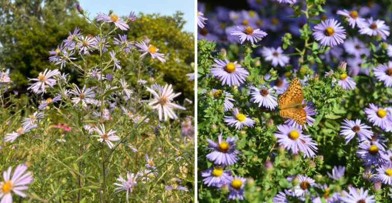 The Pennsylvania Perennial That Blooms Hardest When The Nights Turn Cool