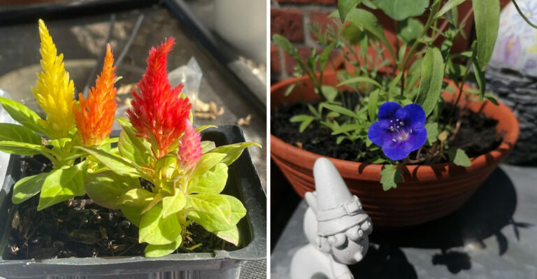 How To Keep Potted California Porch Plants Alive During Extreme Heat