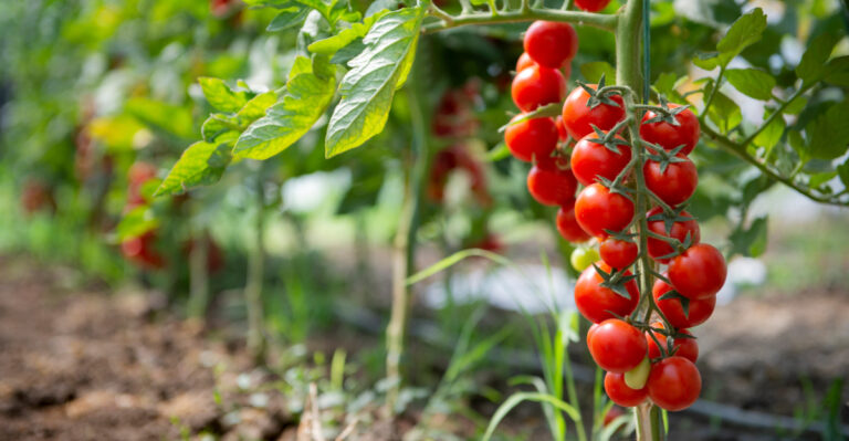 11 Proven Solutions For Struggling Tomato Plants (And 4 Mistakes To Skip)