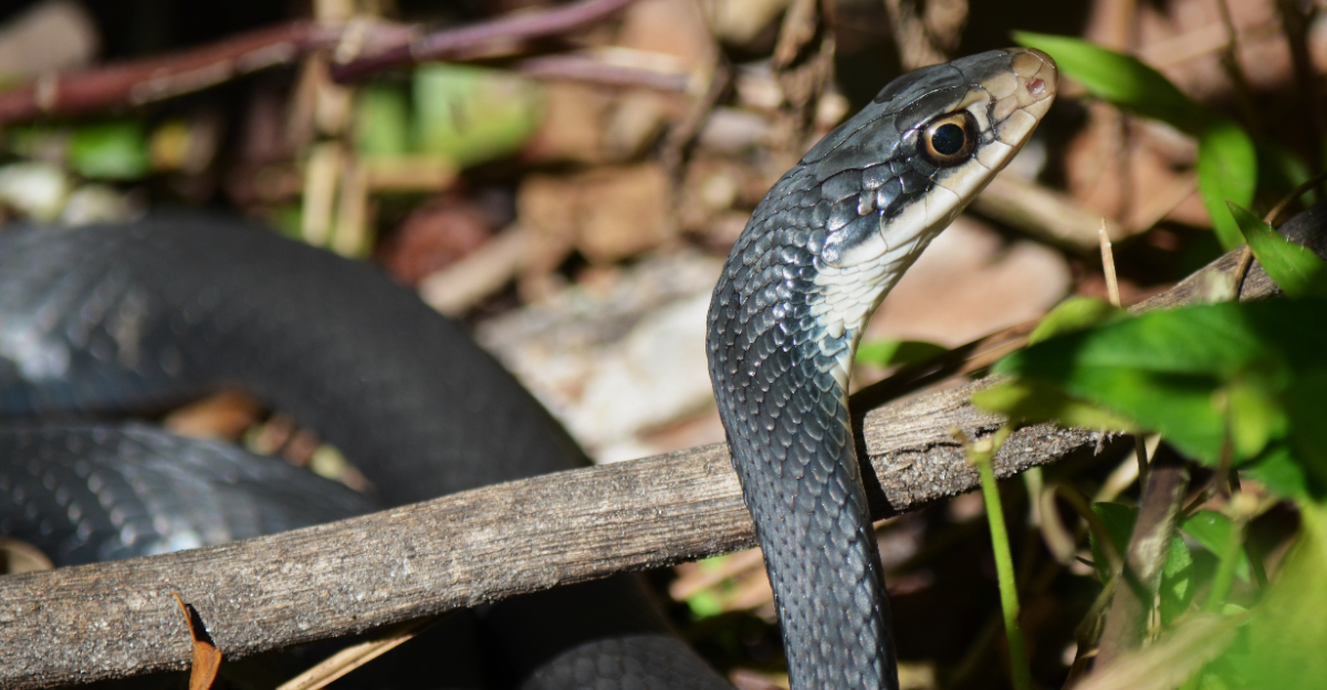 North American Black Racer