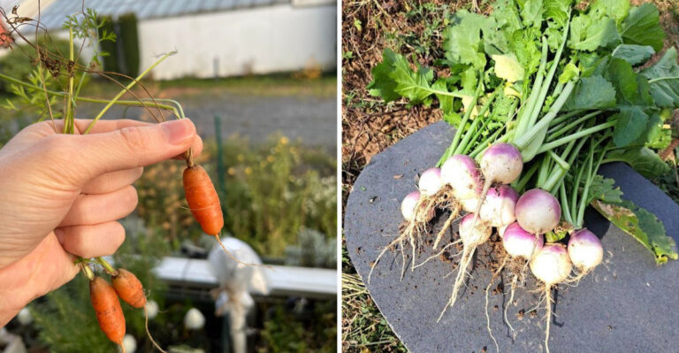 Don’t Plant These Fall Crops In Georgia Until The Soil Cools A Little