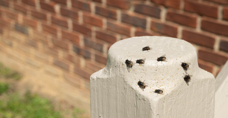 What Cluster Flies Are Really After When They Swarm Kentucky Homes In August