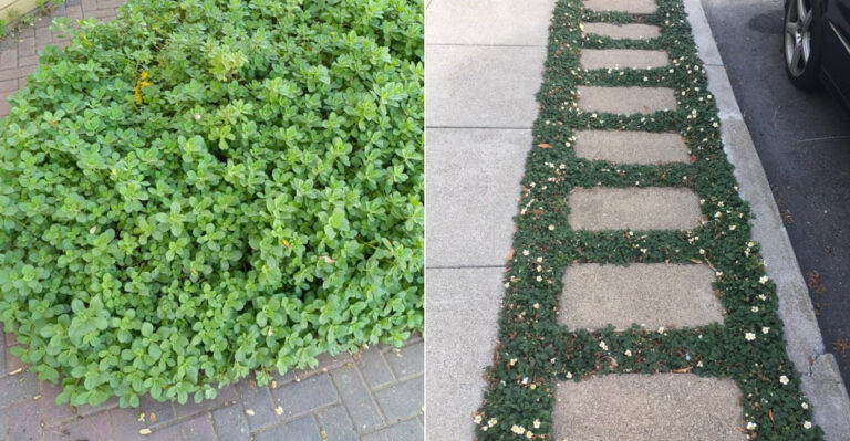 Oregon Native Groundcovers That Work Between Pavers Without Constant Trimming