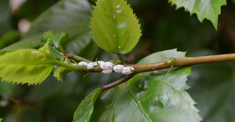Planococcus citri, commonly known as the citrus mealybug