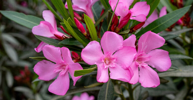 oleander (featured image)