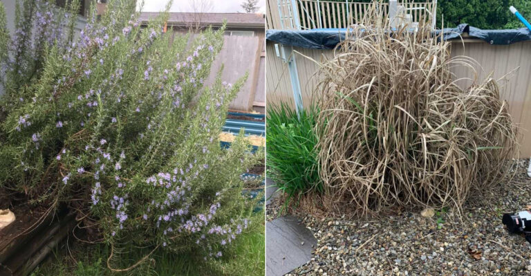 The Shrubs California Fire Officials Want Removed Near Every Home