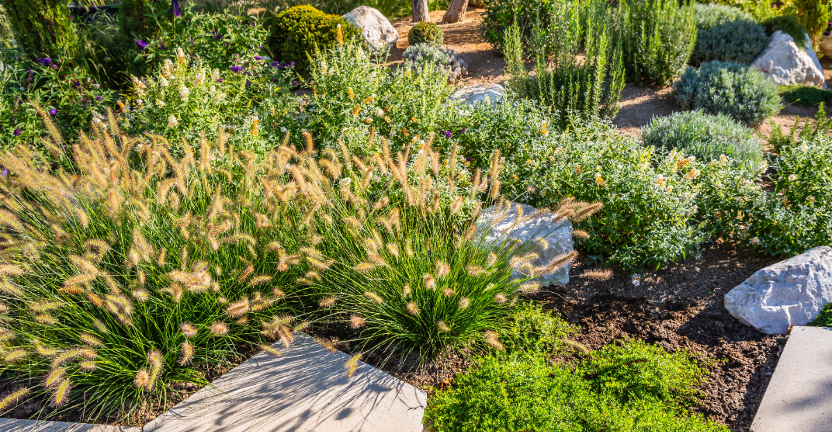 Backyard with drought resistant plants