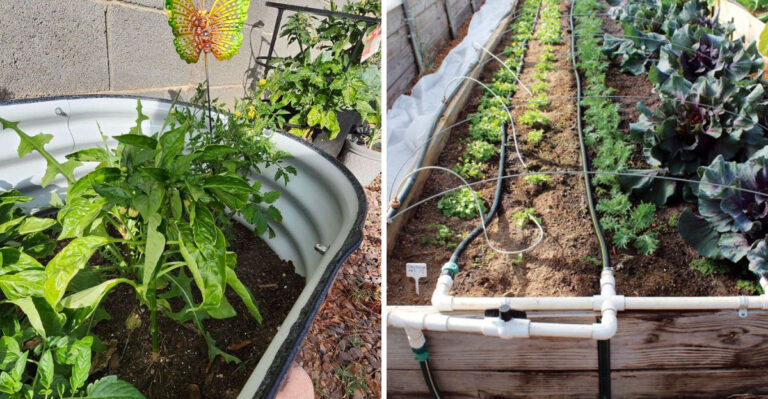 Finish This Arizona Garden Task List Before Fall Planting Begins