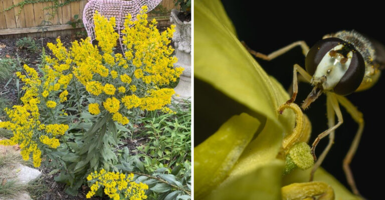 These California Plants Bring Hoverflies That Help Control Aphids Naturally