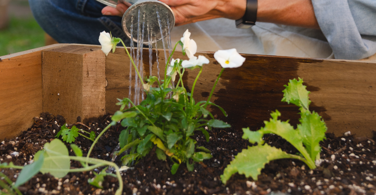 watering plants with a watering can