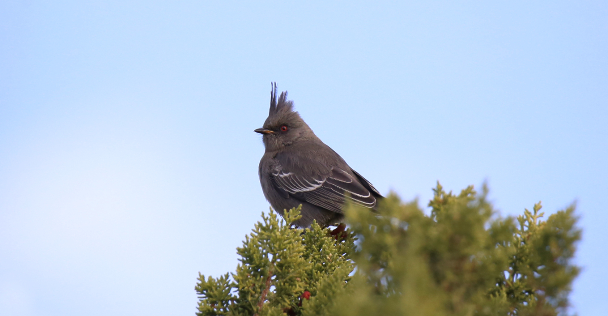 Phainopepla (featured image)