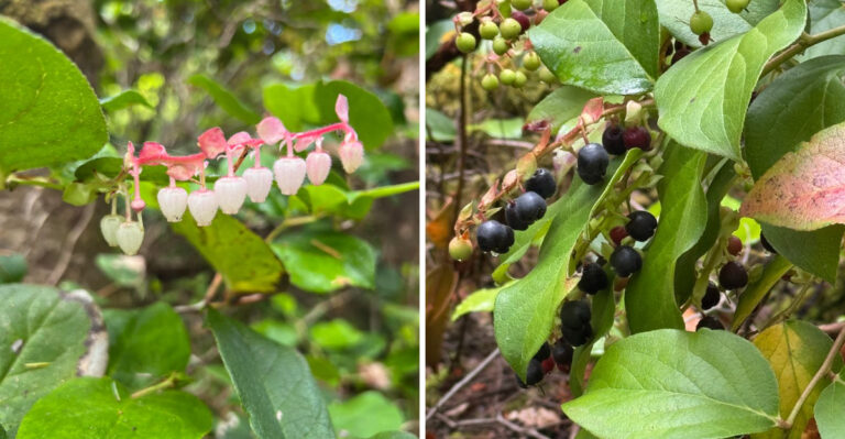 Why Salal Is One Of The Toughest Plants For Dry Oregon Shade
