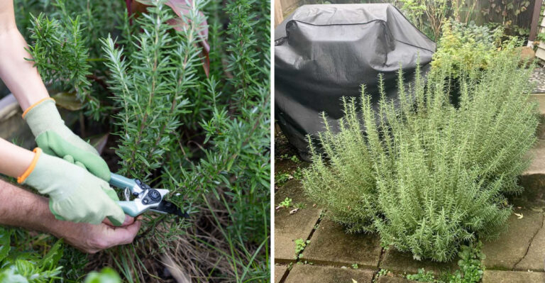 The Texas Herb That Thrives In August Heat And Keeps Flies Off The Porch