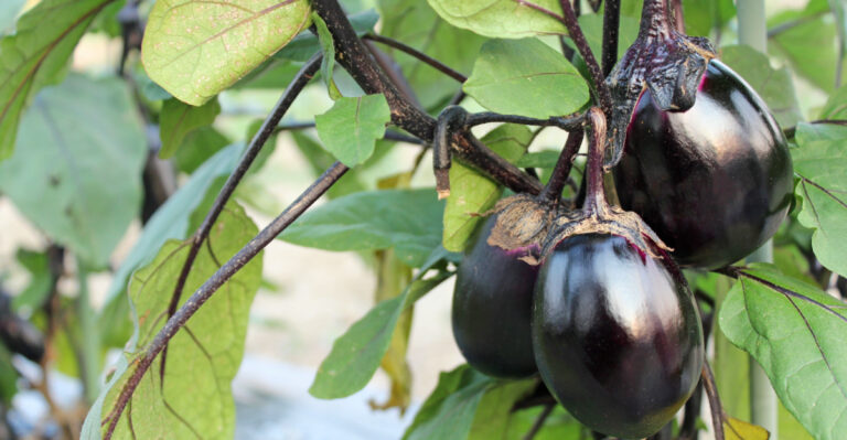 eggplant