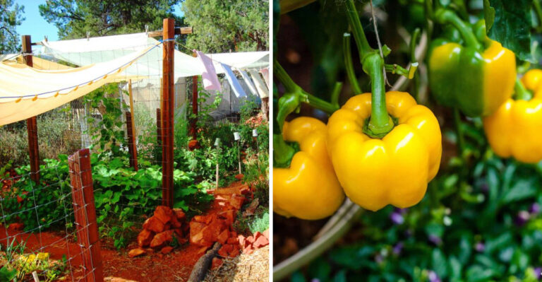 How To Keep Your Georgia Pepper Plants Producing Through Extreme Heat