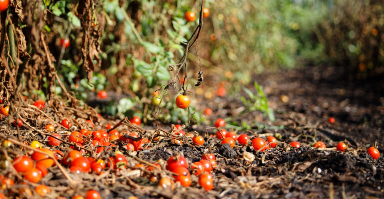 Why Your Wisconsin Tomatoes Are Drooping, And What They’re Trying To Tell You