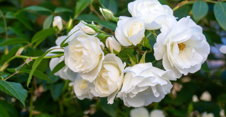 Roses (featured image)