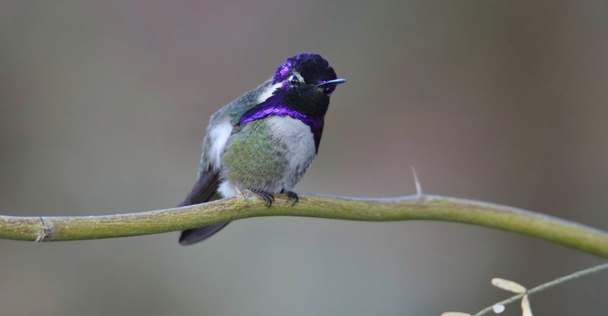 Costa's Hummingbirds (featured image)