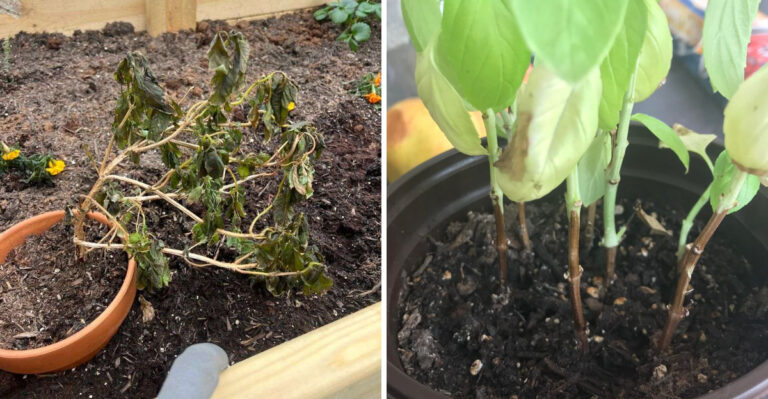 What It Means When North Carolina Basil Starts Dropping Leaves In September