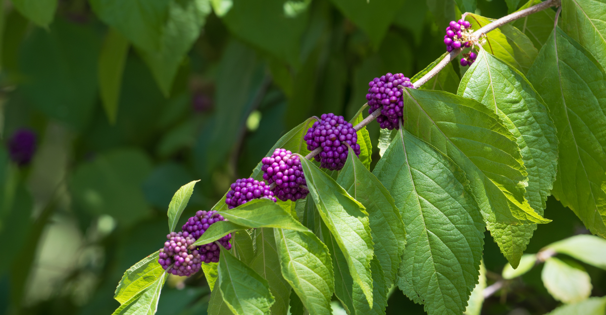 american beautyberry