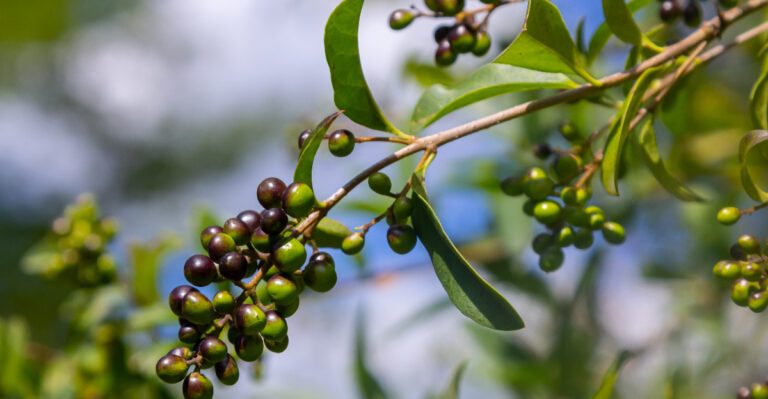 Wild privet or common privet
