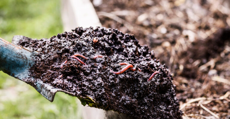 The One Thing California Raised Bed Gardeners Skip In August That Weakens Fall Crops