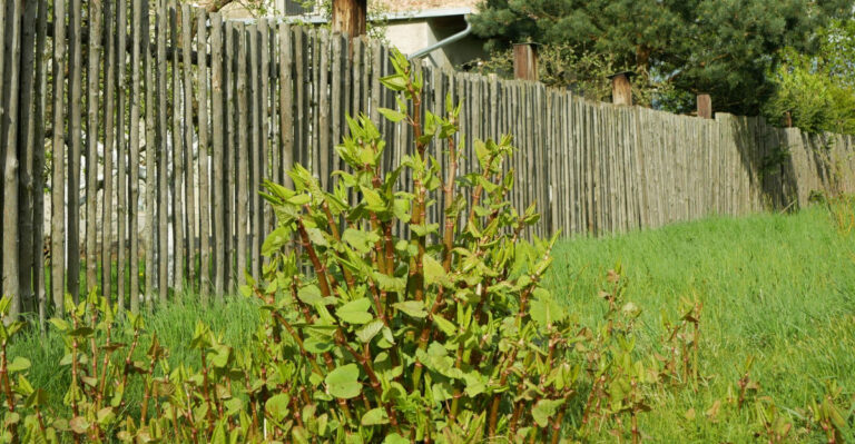 Why Japanese Knotweed Is So Difficult To Remove From Oregon Yards