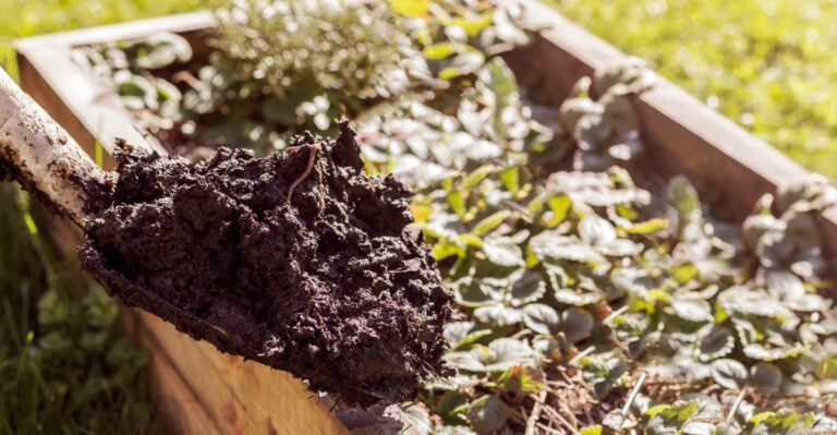 Compost Versus Bagged Garden Soil For Faster Results In North Carolina Clay