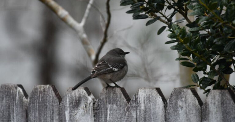The Real Reason A Mockingbird Keeps Tracking You Around Your Tennessee Property