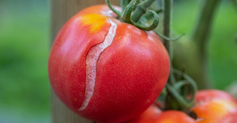 Why Heavy August Rains Cause Georgia Tomatoes To Split And How To Save The Rest