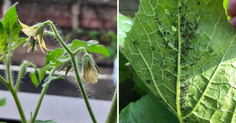 What California Gardeners Should Never Put On Vegetables During A Heatwave (And Why It Backfires Fast)