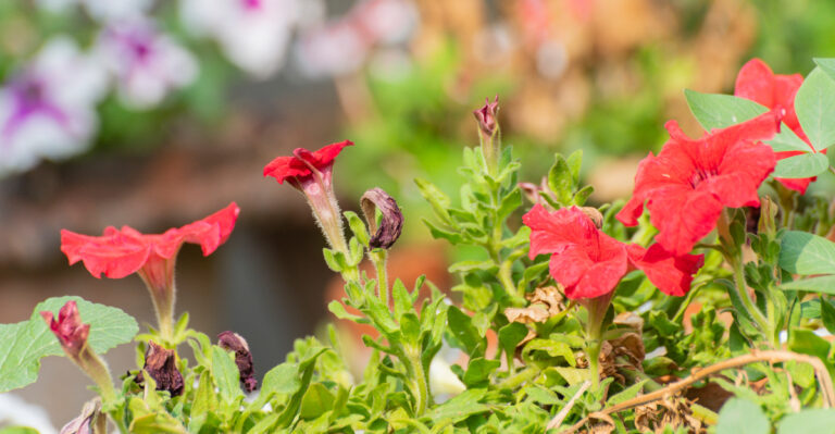These 8 Common Feeding Mistakes Stunt Petunia Blooms