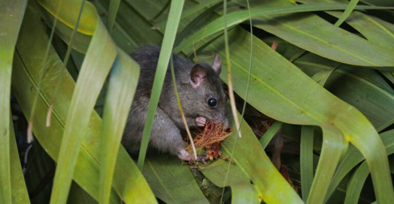 Why Roof Rats Love California Palm Trees More Than Most Homeowners Realize