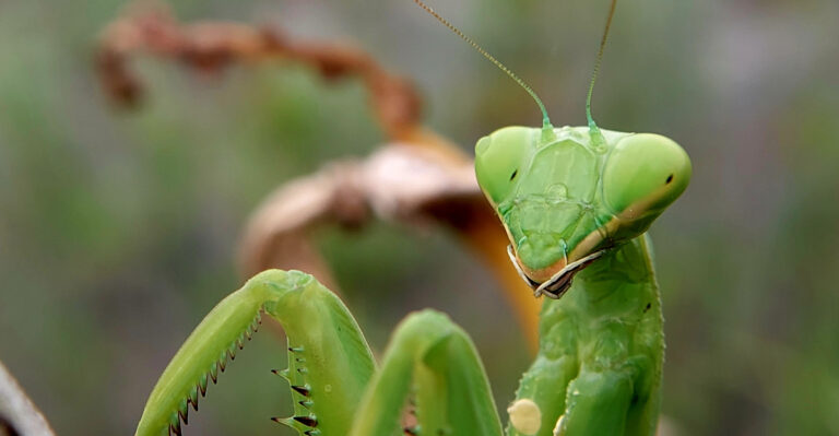Praying Mantises (featured image)