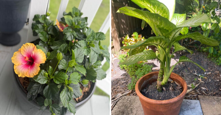 September Is The Time To Decide Which Florida Patio Plants Are Coming Inside This Winter