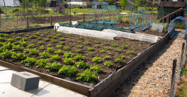 This Amish-Inspired August Trick Could Transform Your Wisconsin Garden