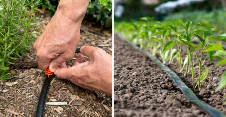 The Most Underrated Watering Trick North Carolina Gardeners Use To Survive Severe Drought