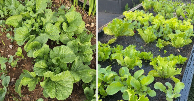 10 Fall Vegetables To Start Seeding In August For A Strong North Carolina Harvest