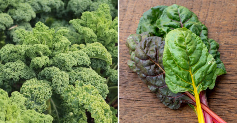8 Cool-Season Vegetables Illinois Gardeners Shouldn’t Miss Planting This September