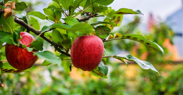 How To Protect California Fruit Trees From Sunburn This August