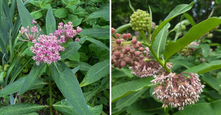 Why Michigan Gardeners Are Choosing Swamp Milkweed Over Common Milkweed