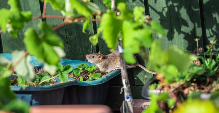 How To Use Fragrant Flowers To Stop Rat Problems In California Gardens